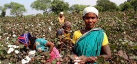 Image of cotton pickers