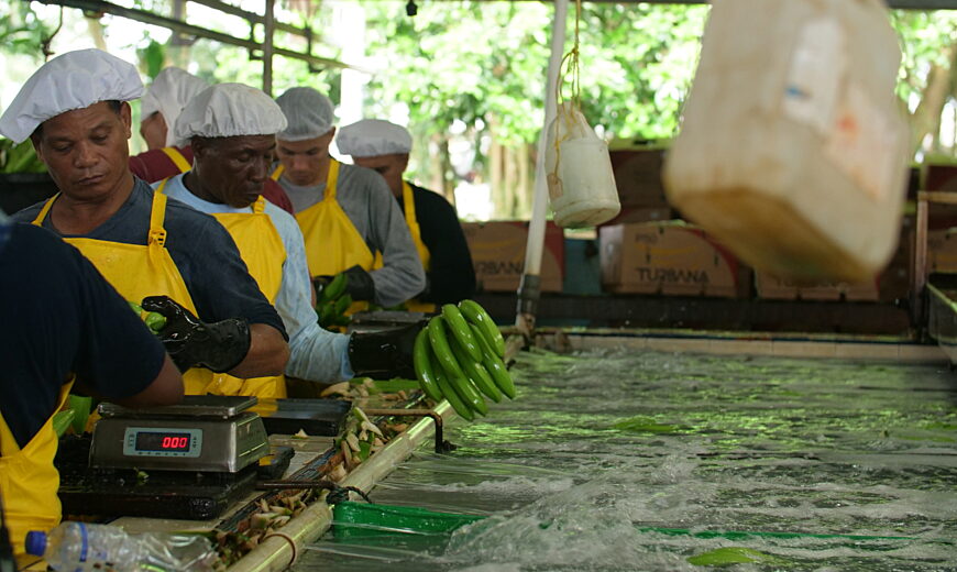 Workers at the Fairtrade certified Agrotes SAS banana farm in Urabá, Colombia.